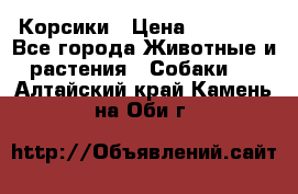 Корсики › Цена ­ 15 000 - Все города Животные и растения » Собаки   . Алтайский край,Камень-на-Оби г.